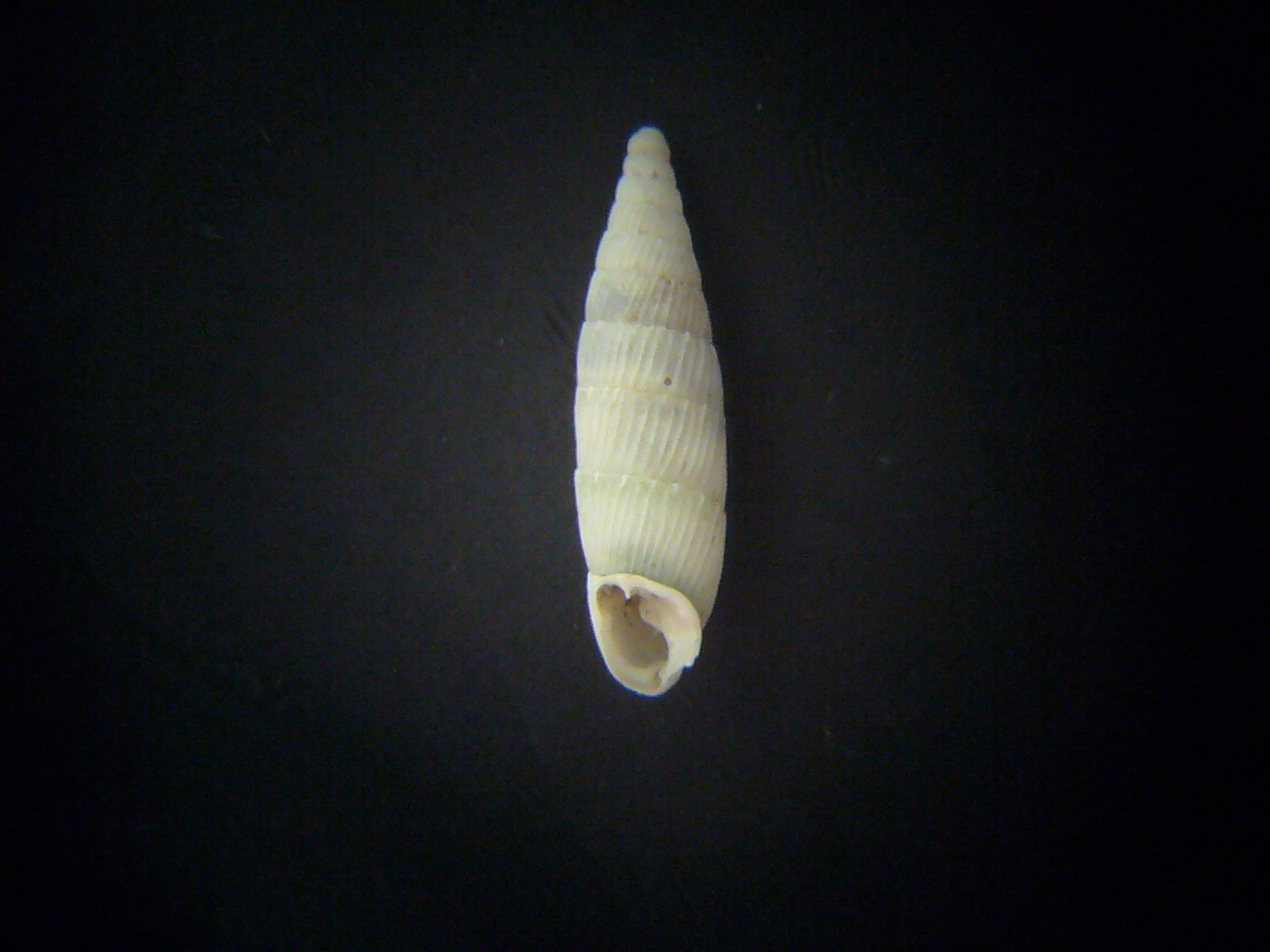 Leucostigma candidescens?